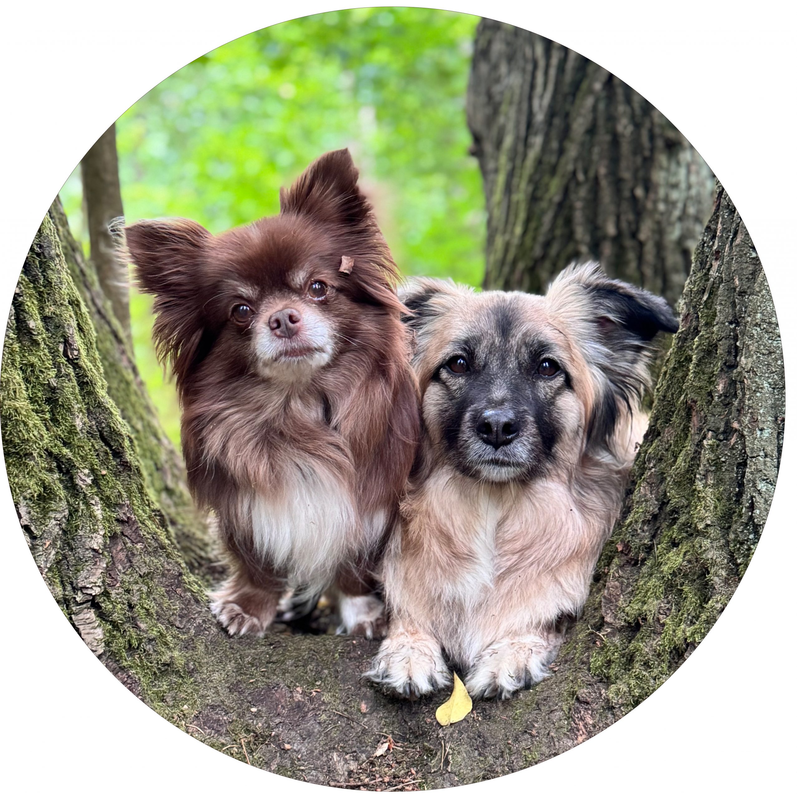 Broccoli (links) und Mio, 2024 Broccoli (links) und Mio, 2024