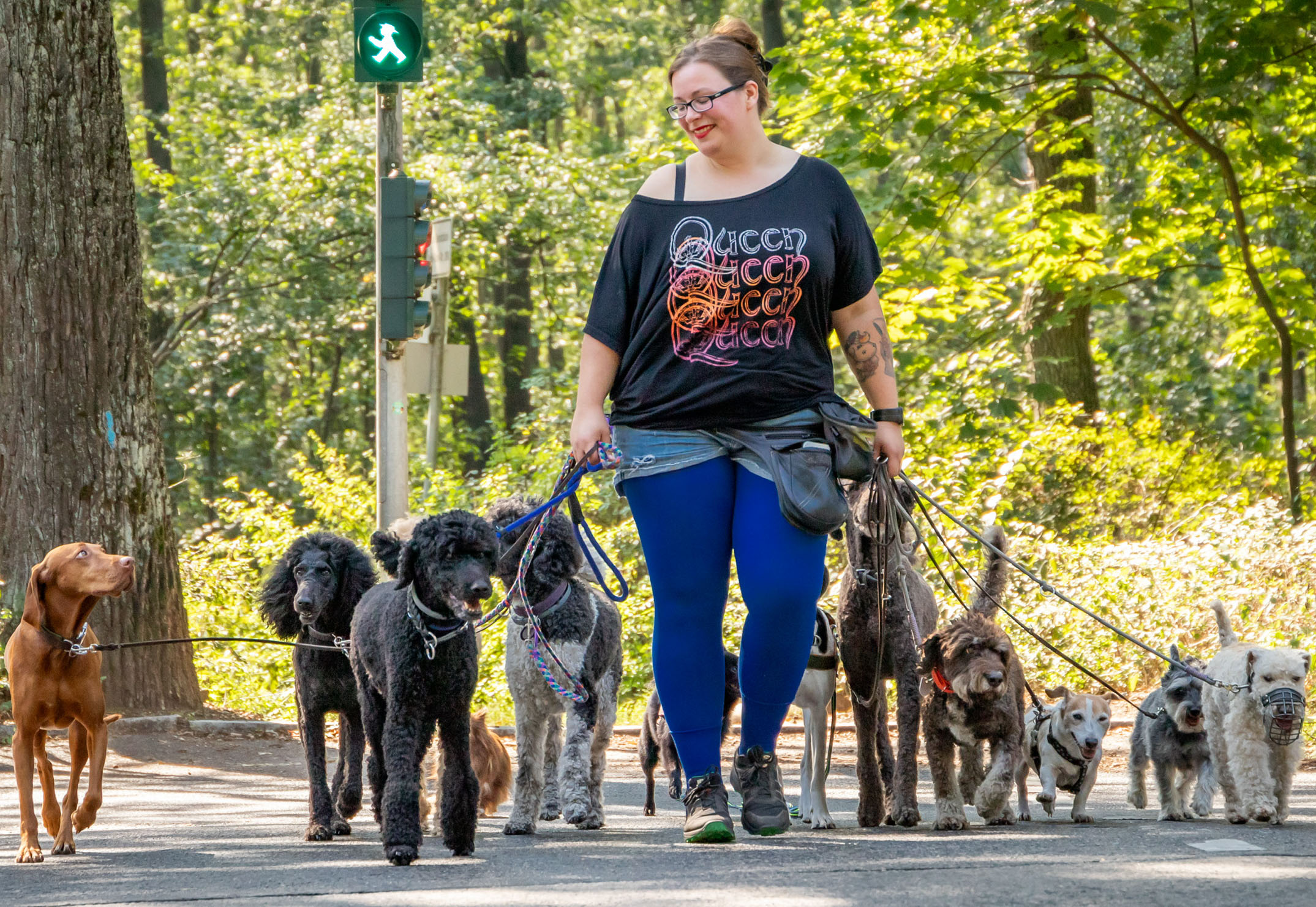 LaraAmpel Lara läuft sicher mit der Meute über eine Straße