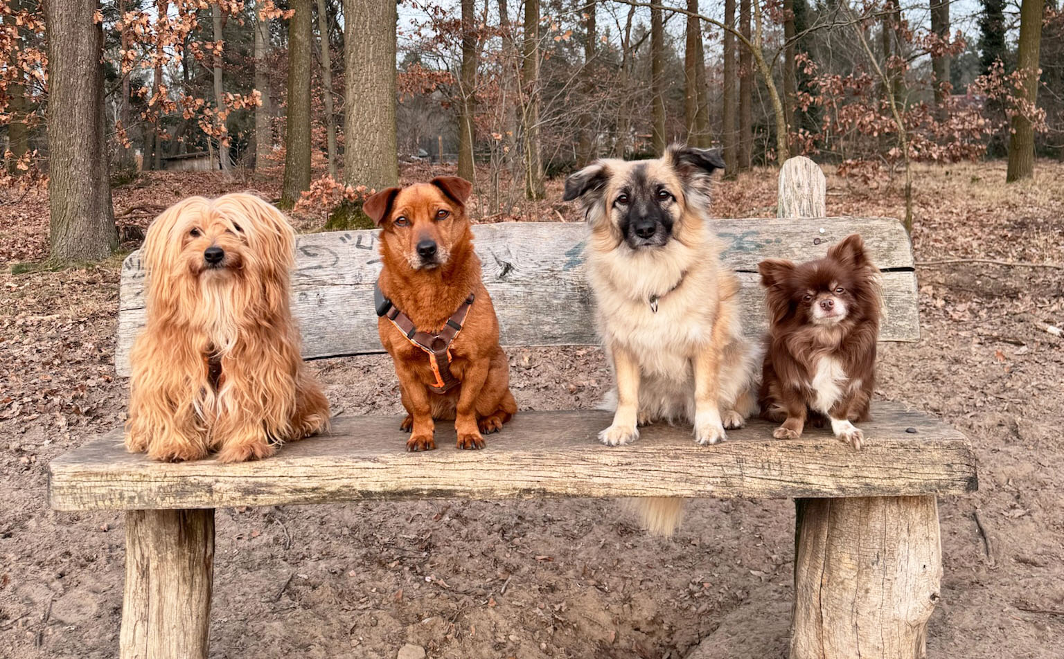 LaraSite4Hunde Vier Hunde auf einer Bank