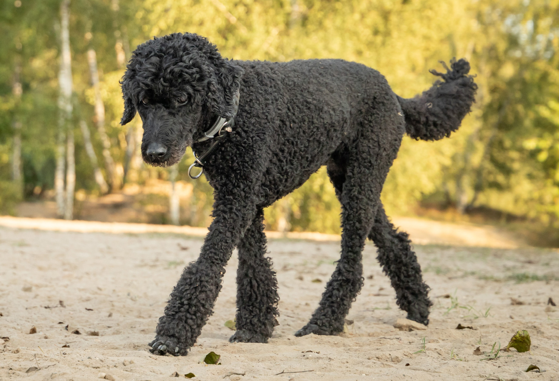 erna Erna, Laras Hündin