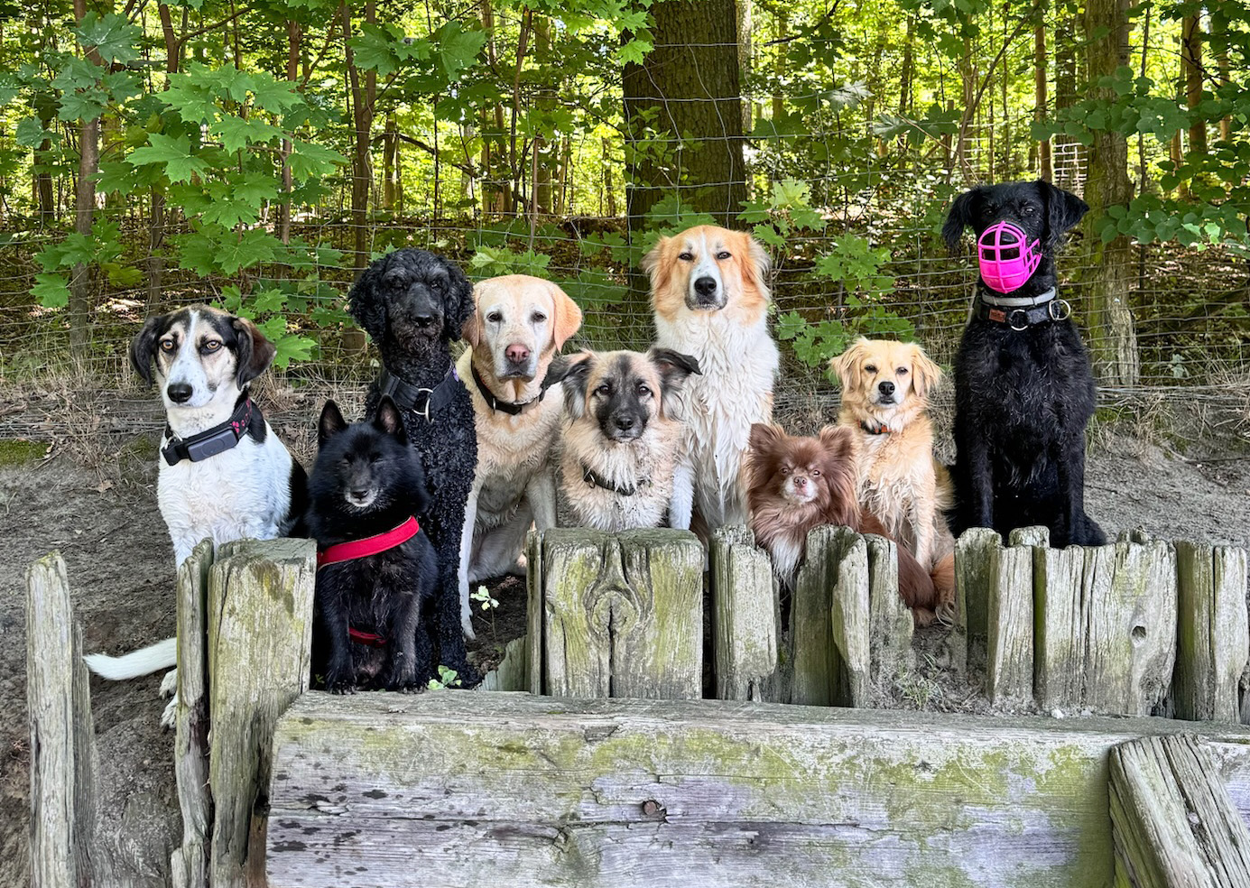 Gruppenfoto mit neun Hunden Gruppenfoto mit neun Hunden